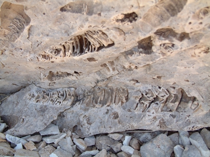 Impronte di fossili